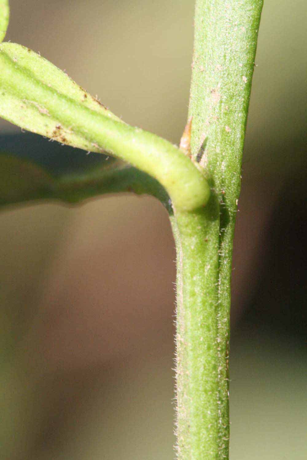            First year twig (Riverside, CA)   